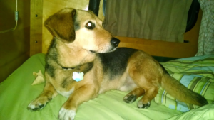 picture of dog. The dog is a corgi-beagle mix, and has beagle ears and face with the short legs of a corgi