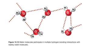 Five water molecules are shown near one another, but not touching. A dotted line lies between many of the hydrogen atoms on one molecule and the oxygen atom on another molecule.