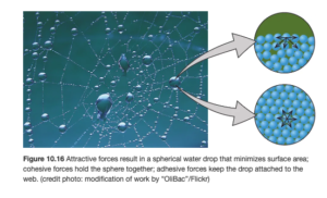 A photo of a spider’s web with droplets of water attached to it is shown. Two images are shown the right of the photo and arrows lead from the photo to the images. The upper image shows twenty eight blue spheres stacked one atop the other in the bottom of a circular background. Five arrows are drawn pointing to the sides and downward from the sphere in the top middle of the drawing. The lower image shows another circular background of the same size as the first, but this time the blue spheres fill the image and are packed closely together. A sphere in the middle has six arrows pointing in all directions away from it.