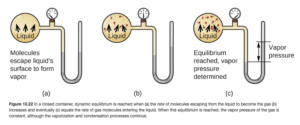 Three images are shown and labeled “a,” “b,” and “c.” Each image shows a round bulb connected on the right to a tube that is horizontal, then is bent vertically, curves, and then is vertical again to make a u-shape. A valve is located in the horizontal portion of the tube. Image a depicts a liquid in the bulb, labeled, “Liquid,” and upward-facing arrows leading away from the surface of the liquid. The phrase, “Molecules escape surface and form vapor” is written below the bulb, and a gray liquid in the u-shaped portion of the tube is shown at equal heights on the right and left sides. Image b depicts a liquid in the bulb, labeled, “Liquid,” and upward-facing arrows leading away from the surface of the liquid to molecules drawn in the upper portion of the bulb. A gray liquid in the u-shaped portion of the tube is shown slightly higher on the right side than on the left side. Image c depicts a liquid in the bulb, labeled, “Liquid,” and upward-facing arrows leading away from the surface of the liquid to molecules drawn in the upper portion of the bulb. There are more molecules present in c than in b. The phrase “Equilibrium reached, vapor pressure determined,” is written below the bulb and a gray liquid in the u-shaped portion of the tube is shown higher on the right side. A horizontal line is drawn level with each of these liquid levels and the distance between the lines is labeled with a double-headed arrow. This section is labeled with the phrase, “Vapor pressure.”