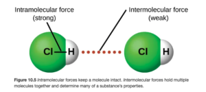 An image is shown in which two molecules composed of a green sphere labeled “C l” connected on the right to a white sphere labeled “H” are near one another with a dotted line labeled “Intermolecular force ( weak )” drawn between them. A line connects the two spheres in each molecule and the line is labeled “Intramolecular force ( strong ).”