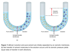 The figure shows two U-shaped tubes with a semipermeable membrane placed at the base of the U. In figure A, pure solvent is present and is indicated by small yellow spheres to the left of the membrane. To the right, a solution exists with large blue spheres intermingled with some small yellow spheres. At the membrane, arrows pointing from three small yellow spheres on both sides of the membrane cross over the membrane. An arrow drawn from one of the large blue spheres does not cross the membrane, but rather is reflected back from the surface of the membrane. The levels of liquid in both sides of the U-shaped tube are equal. In figure B, arrows point from small yellow spheres across the semipermeable membrane from both sides. This diagram shows the level of liquid in the left, pure solvent, side to be sig lower than the liquid level on the right. Dashed lines are drawn from these two liquid levels into the middle of the U-shaped tube and between them is a red, double-headed vertical arrow next to the term osmotic pressure.