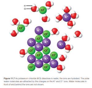 The diagram shows eight purple spheres labeled K superscript plus and eight green spheres labeled C l superscript minus mixed and touching near the center of the diagram. Outside of this cluster of spheres are seventeen clusters of three spheres, which include one red and two white spheres. A red sphere in one of these clusters is labeled O. A white sphere is labeled H. Two of the green C l superscript minus spheres are surrounded by three of the red and white clusters, with the red spheres closer to the green spheres than the white spheres. One of the K superscript plus purple spheres is surrounded by four of the red and white clusters. The white spheres of these clusters are closest to the purple spheres.