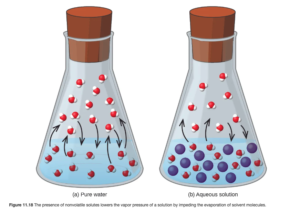 This figure contains two images. Figure a is labeled “pure water.” It shows a beaker half-filled with liquid. In the liquid, eleven molecules are evenly dispersed in the liquid each consisting of one central red sphere and two slightly smaller white spheres are shown. Four molecules near the surface of the liquid have curved arrows drawn from them pointing to the space above the liquid in the beaker. Above the liquid, twelve molecules are shown, with arrows pointing from three of them into the liquid below. Figure b is labeled “Aqueous solution.” It is similar to figure a except that eleven blue spheres, slightly larger in size than the molecules, are dispersed evenly in the liquid. Only four curved arrows appear in this diagram with two from the molecules in the liquid pointing to the space above and two from molecules in the space above the liquid pointing into the liquid below.