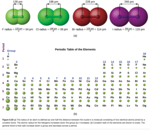 "This figure has two parts: a and b. In figure a, four diatomic molecules are shown to illustrate the method of determining the atomic radius of an atom. The first model, in light green, is used to find the F atom radius. Two spheres are pushed very tightly together. The distance between the centers of the two atoms is indicated above the diagram with a double-headed arrow labeled “128 picometers (pm).” The end points of this arrow connect to line segments that extend to the atomic radii below. Beneath the molecule is the label, “F radius equals 128 pm divided by 2 equals 64 pm.” The next three models are similarly used to show the atomic radii of additional atoms. The second diatomic molecule is in a darker shade of green. The distance between the radii is 198 pm. Beneath the molecule is the label, “Cl radius equals 198 pm divided by 2 equals 99 pm.” The third diatomic molecule is in red. The distance between the radii is 228 pm. Beneath the molecule is the label, “Br radius equals 228 pm divided by 2 equals 114 pm.” The fourth diatomic molecule is in purple. The distance between the radii is 266 pm. Beneath the molecule is the label, “I radius equals 266 pm divided by 2 equals 133 pm.” In figure b, a periodic table layout is used to compare relative sizes of atoms, using green spheres. No spheres are provided for the noble or inert gas—group 18 elements. General trends noted are increasing circle size moving from top to bottom in a group, with a general tendency toward increasing atomic radii toward the lower left corner of the periodic table."