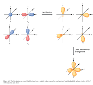 A series of three diagrams connected by a right-facing arrow that is labeled, “Hybridization,” and a downward-facing arrow labeled, “Gives a tetrahedral arrangement,” are shown. The first diagram shows a blue spherical orbital and three red, peanut-shaped orbitals, each placed on an x, y, z axis system. The three red orbitals are located on the x , y and z axes, respectively. The second diagram shows the same four orbitals, but they are now purple and have one enlarged lobe and one smaller lobe. Each lies in a different axis in the drawing. The third diagram shows the same four orbitals, but their smaller lobes now overlap to form a tetrahedral structure."