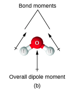 The image shows an oxygen atom bonded to two hydrogen atoms in a downward-facing v-shaped arrangement. An upward-facing, vertical arrow is drawn below the molecule while two upward and inward facing arrows are drawn above the molecule. The upper arrows are labeled, “Bond moments,” while the image is labeled, “Overall dipole moment.”