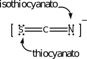 A Lewis dot structure of the thiocyanate ion is shown. It shows an sulfur atom with two lone pairs of electrons double bonded to a carbon atom that is double bonded to a nitrogen with two lone pairs of electrons. Brackets surround this structure, and there is a superscripted negative sign. If the nitrogen serves as the donor atom, it is referred to as isothiocyanato. If sulfur serves as the donor atom, it is referred to as thiocyanato.