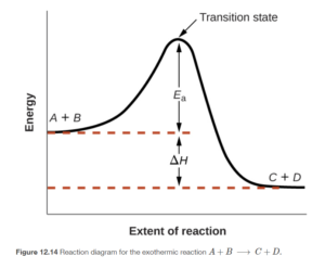 alt="A graph is shown with the label, “Extent of reaction,” bon the x-axis and the label, “Energy,” on the y-axis. Above the x-axis, a portion of a curve is labeled “A plus B.” From the right end of this region, the concave down curve continues upward to reach a maximum near the height of the y-axis. The peak of this curve is labeled, “Transition state.” A double sided arrow extends from a dashed red horizontal line that originates at the y-axis at a common endpoint with the curve to the peak of the curve. This arrow is labeled “E subscript a.” A second horizontal red dashed line segment is drawn from the right end of the black curve left to the vertical axis at a level significantly lower than the initial “A plus B” labeled end of the curve. The end of the curve that is shared with this segment is labeled, “C plus D.” The curve, which was initially dashed, continues as a solid curve from the maximum to its endpoint at the right side of the diagram. A second double sided arrow is shown. This arrow extends between the two dashed horizontal lines and is labeled, “capital delta H.”"